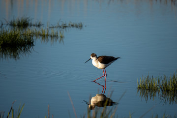 Black-winged Stilt