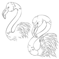 Flamingo birds in line art style. Vector illustration isolated on white background. Element for design, coloring book page. Pretty exotic bird