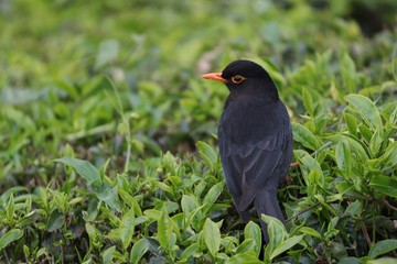 blackbird on the grass