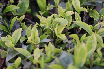 green leaves in a garden