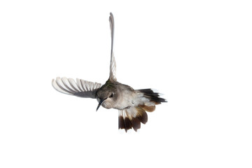 Female Anna's hummingbird with wings extended back in flight and tail spread wide on a white background