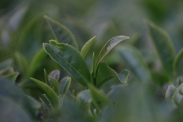 green grass with dew