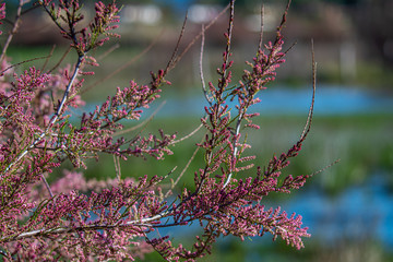 Pink flowers, Italy