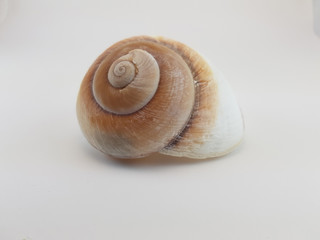Photograph on white background of a seashell or Ampelita Caduca conch of the gastropod family acavidae