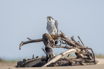 Halcon peregrino nordico.