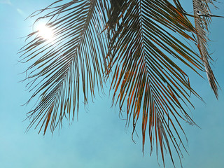 Coconut tree leaves against blue sky in the background.  Dramatic sky and clouds.  Blue background.