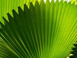 Full frame shot of green palm leaves as natural background and blank space for your work.