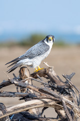 Halcon peregrino nordico.