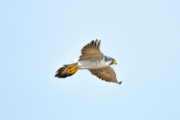 Halcon peregrino nordico.