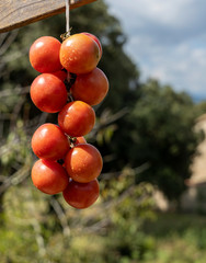 Organic red vine tomatoes freshly picked from the field