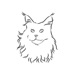 Maine coon cat portrait. Hand drawn vector illustration. Can be used separately from your design.