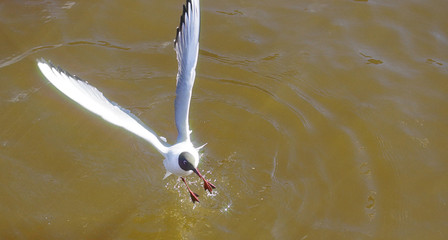 Seagull fly over water with sun glare