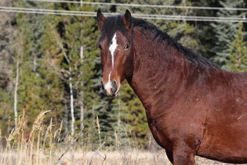 Fototapeta premium Wilder Hengst in Kanada