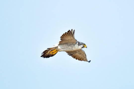 Halcon peregrino nordico.