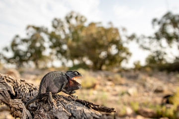 Chamaleon chamaleon.