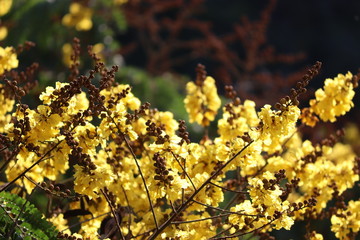 yellow autumn leaves