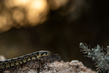 Culebra de escalera.(Zamenis scalaris)
