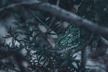 Chamaleon chamaleon.