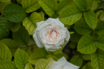 Rosa blanca en jardín