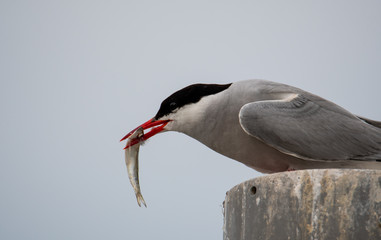 Küstenseeschwalbe mit einem Fisch im Schnabel