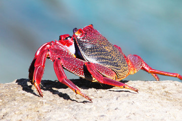 rote_Klippenkrabbe