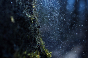 Young green moss under raindrops with bokeh effect, microplants closeup, natural concept