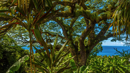 A view across the upper canopy of a Saman tree in St Kitts