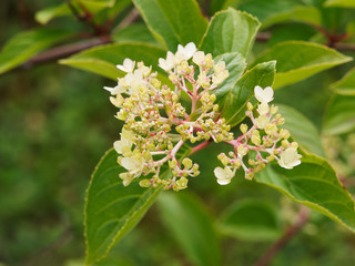 Gros plan sur large panicule de fleur blanc ivoire et rosissante d'hortensia paniculé ou Hydrangea paniculata entourée d'un feuillage vert sur tige rouge