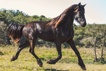 Obraz na płótnie Canvas Friesian Horse