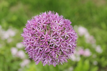 Blooming Allium aflatunense 'Purple Sensation'