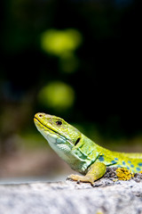 Lagarto ocelado.(Timon lepidus)