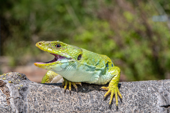 Lagarto ocelado.(Timon lepidus)