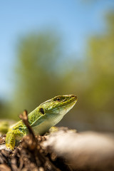 Lagarto ocelado.(Timon lepidus)