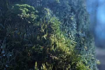 Young green moss on a tree under raindrops with bokeh effect, microplants closeup, natural concept