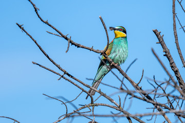 Abejaruco (Merops apiaster)