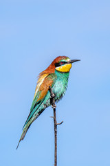 Abejaruco (Merops apiaster)