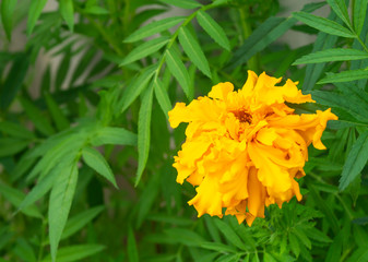 Tagetes erecta on background green sheet in year garden