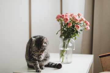 Funny cat and jug with flowers in light room. Cute cat, vase with roses, armchair in a cozy room. Interior decoration