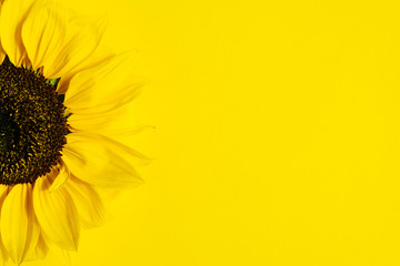 Beautiful fresh sunflower on bright yellow background.