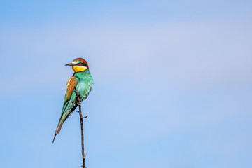 Abejaruco (Merops apiaster)