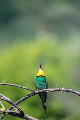 Abejaruco (Merops apiaster)