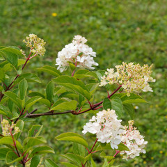 Hydrangea paniculata ou hortensia paniculé, arbuste ornemental à floraison bicolore décorative couleur blanc ivoire ou vanille rosissant en fin d'été sur tiges souples et rougeâtre