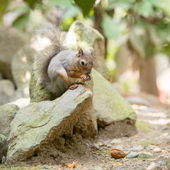 リスのカワイイ姿　Squirrel