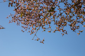 Moldura de flores cor-de-rosa de trepadeira com céu azul.