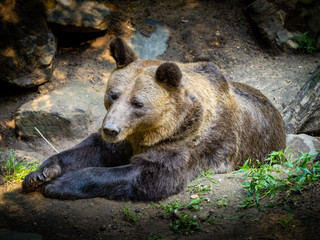 Resting big brown bear in the zoo