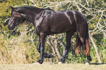 Fototapeta premium Friesian Horse
