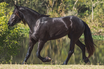 Friesian Horse