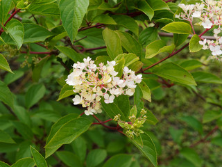(Hydrangea paniculata) Hortensia paniculé aux grappes érigées de grandes fleurs décoratives, vanille et couleur fraise en fin d'été, sur tiges souples et rouges