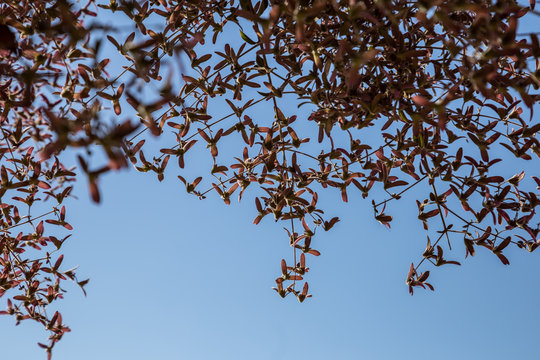 Detalhe de flores de trepadeira com c&eacute;u azul.