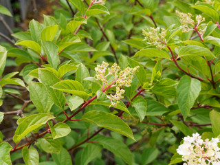 Hydrangea paniculata | Hortensia paniculé, arbuste rameux et gracieux à inflorescence de petites fleurs blanches entourées de grandes fleurs blanches stériles